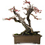 Prunus mume Yabai, 46 cm, ± 40 years old, with beautiful deadwood and old bark and a nebari of 24 cm