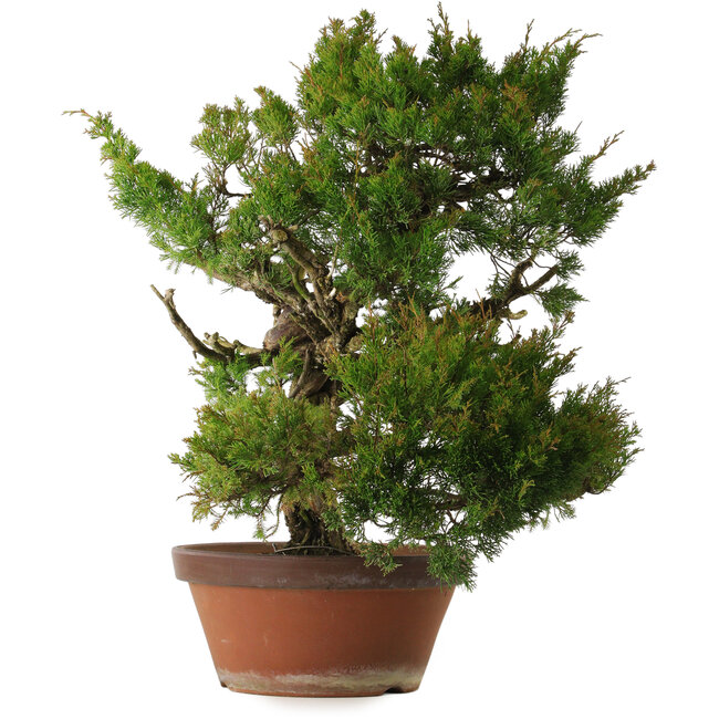 Juniperus chinensis Itoigawa, 65 cm, ± 30 años