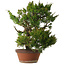 Juniperus chinensis Itoigawa, 65 cm, ± 30 jaar oud