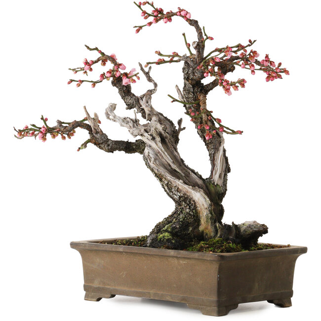 Prunus mume Yabai, 46 cm, ca. 40 Jahre alt, mit schönem Totholz und alter Rinde sowie einem Wurzelansatz von 24 cm