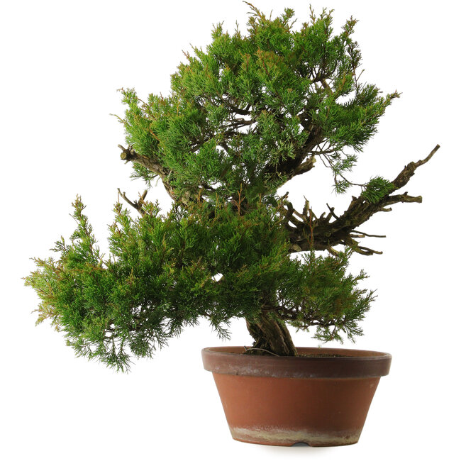 Juniperus chinensis Itoigawa, 65 cm, ± 30 years old