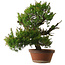 Juniperus chinensis Itoigawa, 65 cm, ± 30 años
