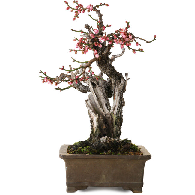 Prunus mume Yabai, 46 cm, ± 40 years old, with beautiful deadwood and old bark and a nebari of 24 cm
