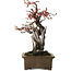 Prunus mume Yabai, 46 cm, ca. 40 Jahre alt, mit schönem Totholz und alter Rinde sowie einem Wurzelansatz von 24 cm