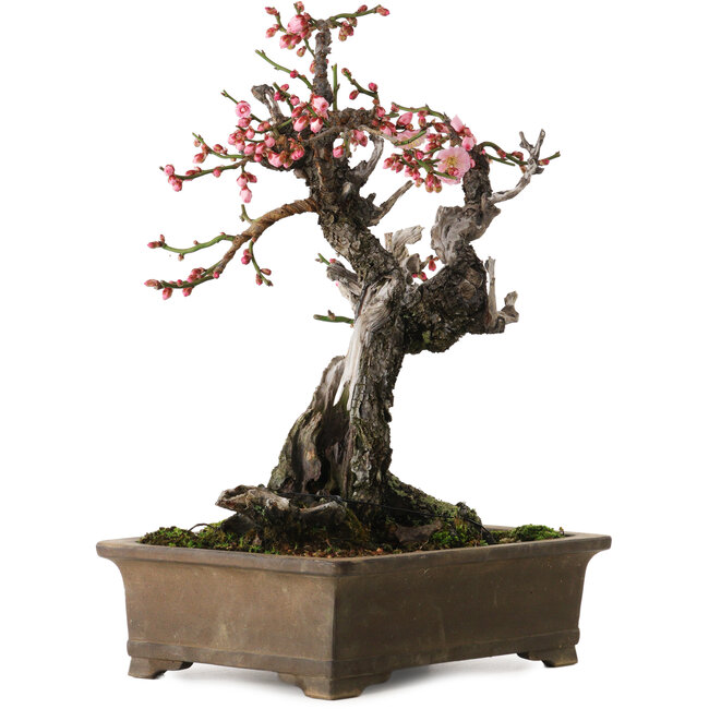 Prunus mume Yabai, 46 cm, ca. 40 Jahre alt, mit schönem Totholz und alter Rinde sowie einem Wurzelansatz von 24 cm