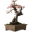 Prunus mume Yabai, 46 cm, ± 40 years old, with beautiful deadwood and old bark and a nebari of 24 cm