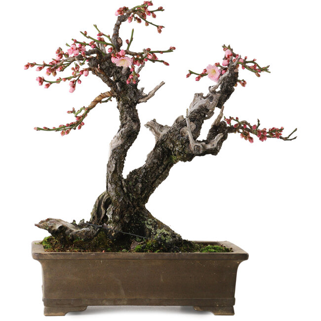 Prunus mume Yabai, 46 cm, ± 40 years old, with beautiful deadwood and old bark and a nebari of 24 cm