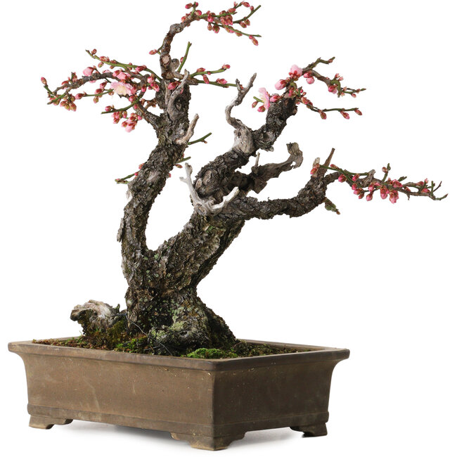 Prunus mume Yabai, 46 cm, ± 40 years old, with beautiful deadwood and old bark and a nebari of 24 cm