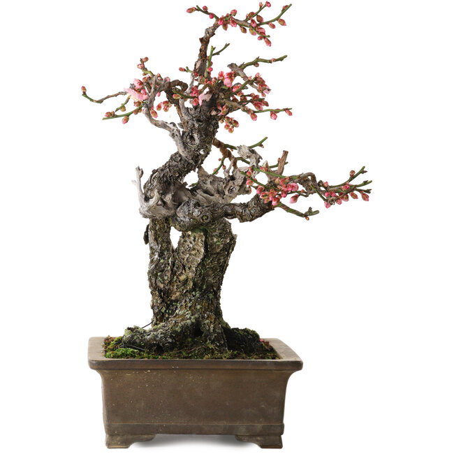 Prunus mume Yabai, 46 cm, ± 40 years old, with beautiful deadwood and old bark and a nebari of 24 cm