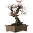 Prunus mume Yabai, 46 cm, ± 40 years old, with beautiful deadwood and old bark and a nebari of 24 cm