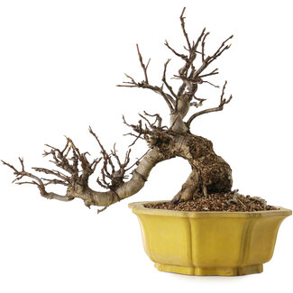 Malus, 44 cm, ± 25 Jahre alt