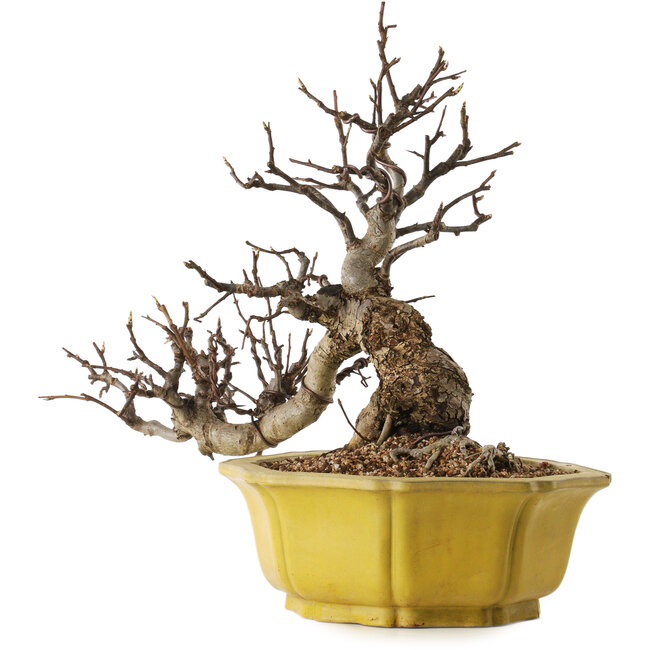 Malus, 44 cm, ca. 25 Jahre alt, mit einem Nebari von 19 cm