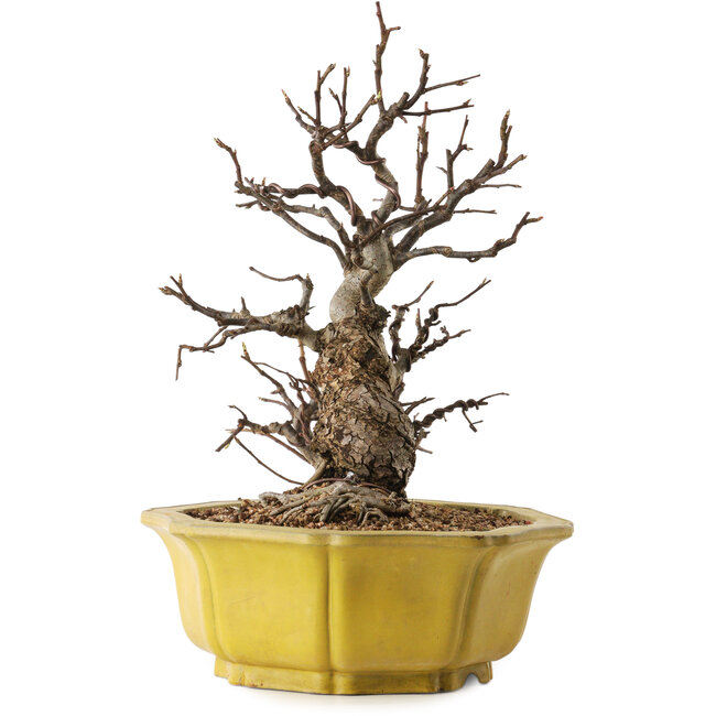 Malus, 44 cm, ± 25 years old, with a nebari of 19 cm