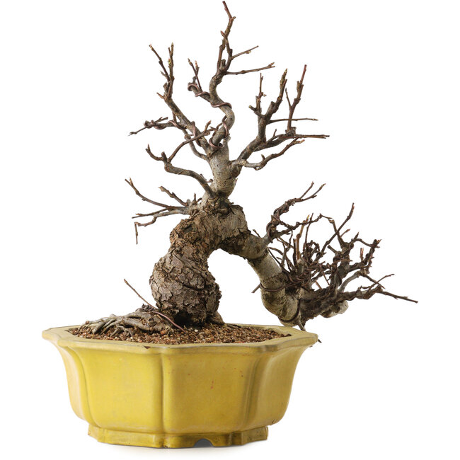 Malus, 44 cm, ± 25 years old, with a nebari of 19 cm