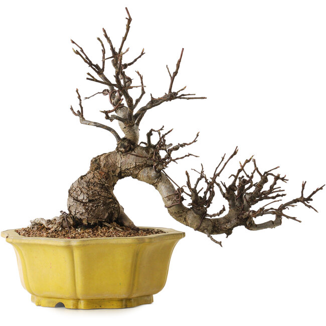 Malus, 44 cm, ca. 25 Jahre alt, mit einem Nebari von 19 cm