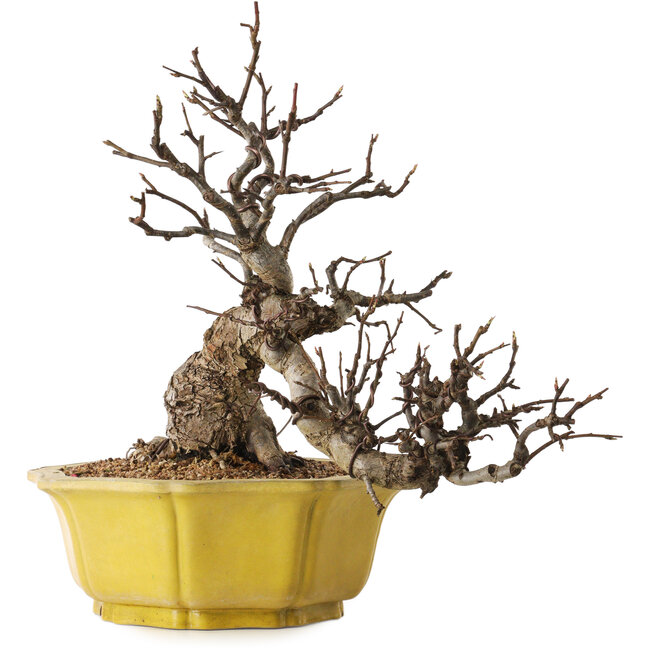 Malus, 44 cm, ca. 25 Jahre alt, mit einem Nebari von 19 cm