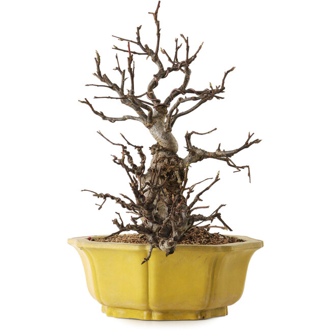 Malus, 44 cm, ca. 25 Jahre alt, mit einem Nebari von 19 cm