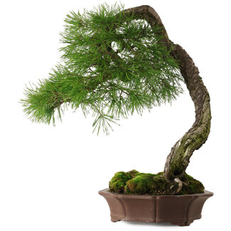 Pinus sylvestris Yamadori, 63 cm, ± 40 años de edad