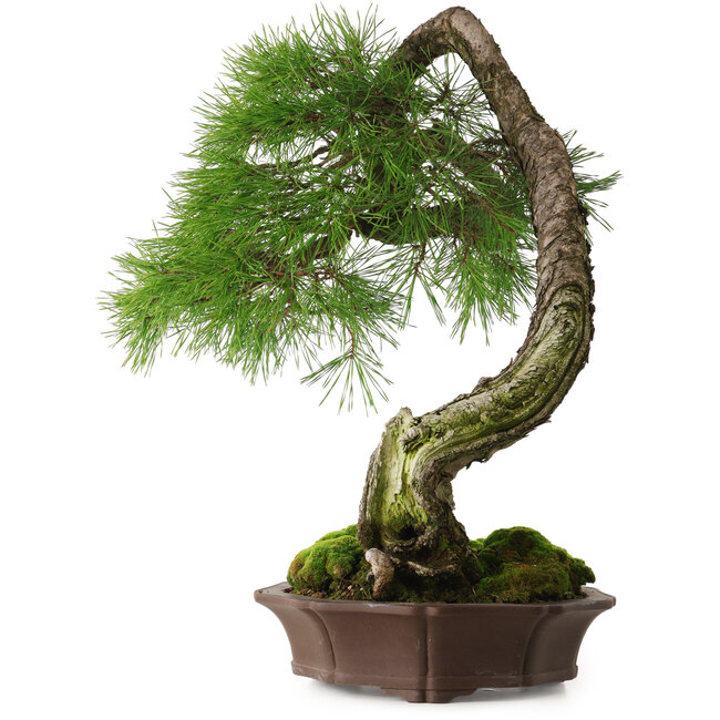 Pinus sylvestris Yamadori, 63 cm, ± 40 anni, con un bellissimo shari naturale e un nebari di 15 cm