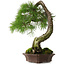 Pinus sylvestris Yamadori, 63 cm, ± 40 años, con un hermoso shari natural y un nebari de 15 cm.