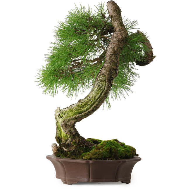 Pinus sylvestris Yamadori, 63 cm, ca. 40 Jahre alt, mit einer schönen natürlichen Shari und einem Nebari von 15 cm