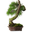 Pinus sylvestris Yamadori, 63 cm, ± 40 ans, avec un beau shari naturel et un nebari de 15 cm