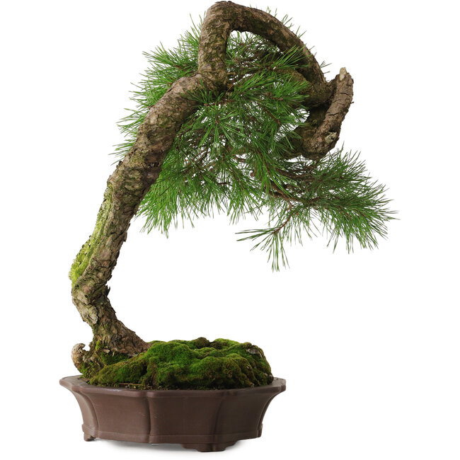 Pinus sylvestris Yamadori, 63 cm, ± 40 jaar oud, met een prachtige natuurlijke shari en een nebari van 15 cm.