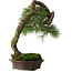 Pinus sylvestris Yamadori, 63 cm, ca. 40 Jahre alt, mit einer schönen natürlichen Shari und einem Nebari von 15 cm