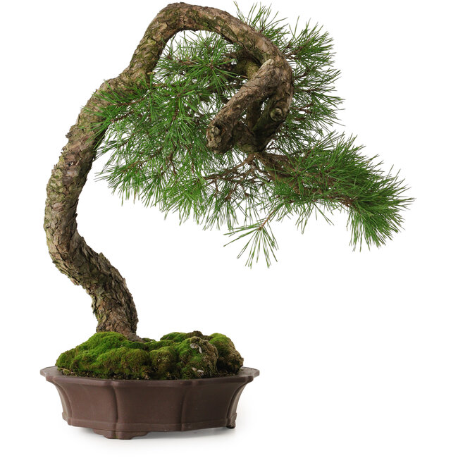Pinus sylvestris Yamadori, 63 cm, ± 40 años, con un hermoso shari natural y un nebari de 15 cm.