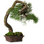Pinus sylvestris Yamadori, 63 cm, ± 40 years old, with a beautiful natural shari and a nebari of 15 cm