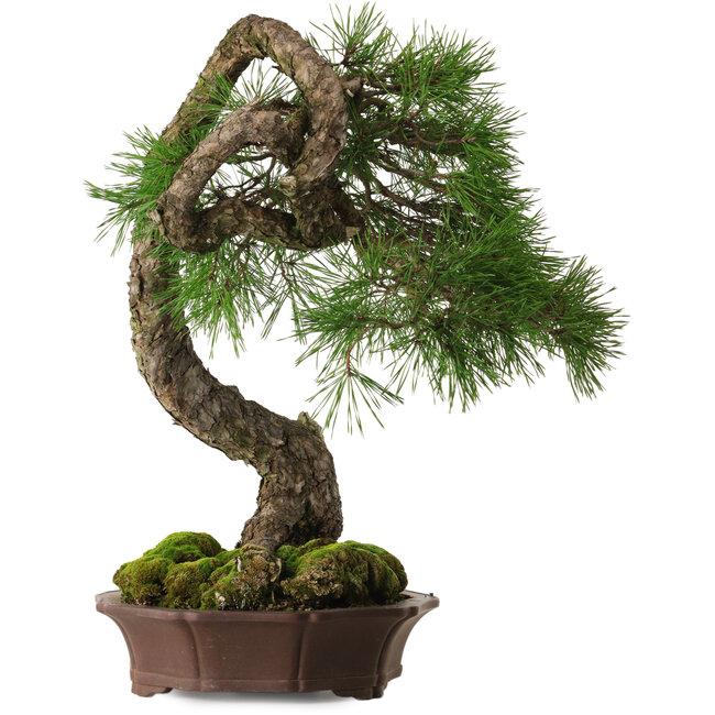 Pinus sylvestris Yamadori, 63 cm, ± 40 years old, with a beautiful natural shari and a nebari of 15 cm