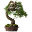 Pinus sylvestris Yamadori, 63 cm, ± 40 years old, with a beautiful natural shari and a nebari of 15 cm