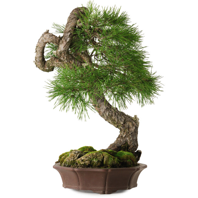 Pinus sylvestris Yamadori, 63 cm, ca. 40 Jahre alt, mit einer schönen natürlichen Shari und einem Nebari von 15 cm