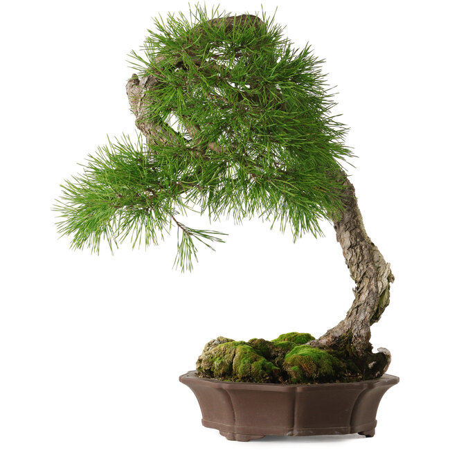 Pinus sylvestris Yamadori, 63 cm, ± 40 jaar oud, met een prachtige natuurlijke shari en een nebari van 15 cm.