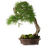 Pinus sylvestris Yamadori, 63 cm, ± 40 ans, avec un beau shari naturel et un nebari de 15 cm