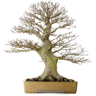 Reiho Fagus crenata, 80 cm, ± 60 anni