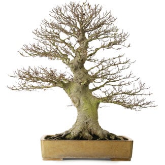 Reiho Fagus crenata, 80 cm, ± 60 years old