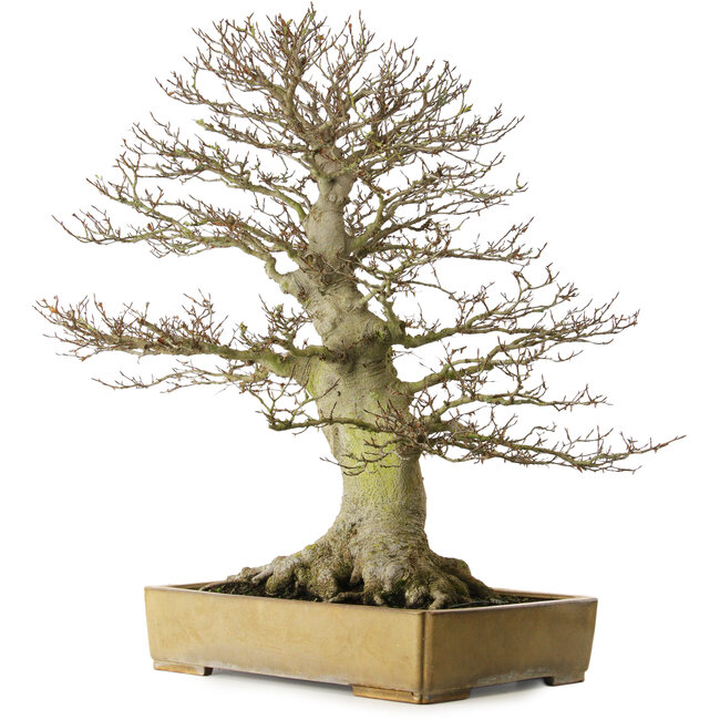 Fagus crenata, 80 cm hoch, ca. 60 Jahre alt, mit einem Wurzelhals von 43 cm, in einem handgefertigten japanischen Topf von Reiho mit einem Riss im Topf