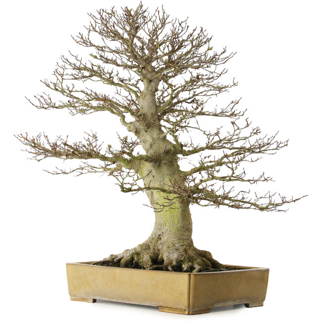 Fagus crenata, 80 cm, ± 60 años, con un nebari de 43 cm, en una maceta japonesa hecha a mano por Reiho con una grieta en la maceta.