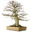 Fagus crenata, 80 cm, ± 60 years old, with a nebari of 43 cm, in a handmade Japanese pot by Reiho with a crack in the pot