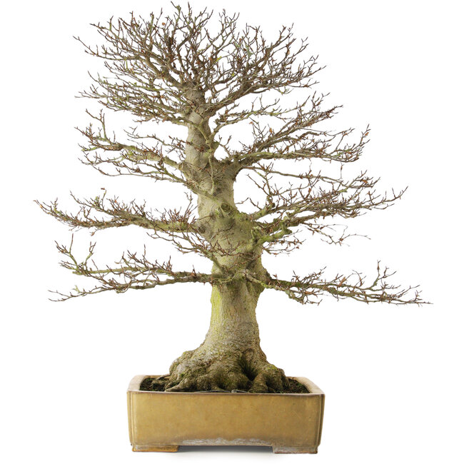 Fagus crenata, 80 cm hoch, ca. 60 Jahre alt, mit einem Wurzelhals von 43 cm, in einem handgefertigten japanischen Topf von Reiho mit einem Riss im Topf