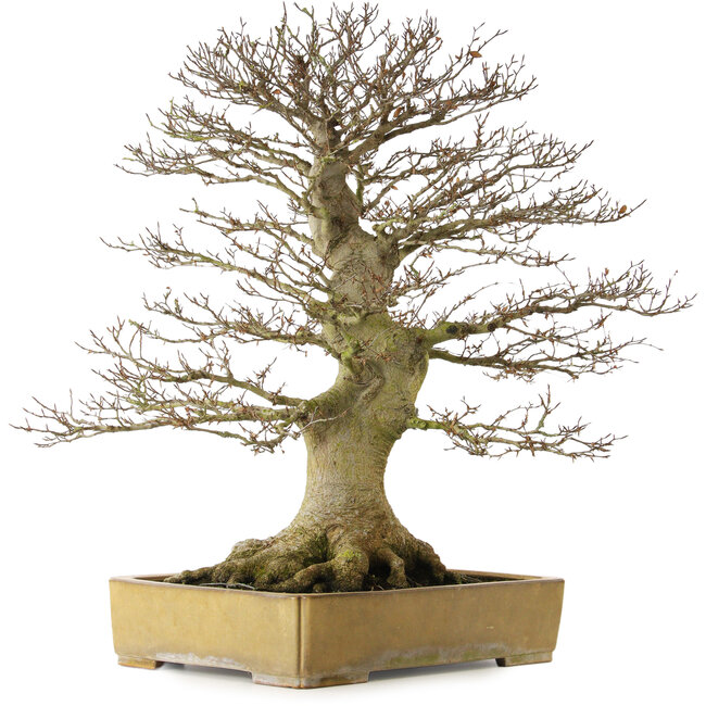 Fagus crenata, 80 cm, ± 60 jaar oud, met een nebari van 43 cm, in een handgemaakte Japanse pot van Reiho met een barst in de pot.