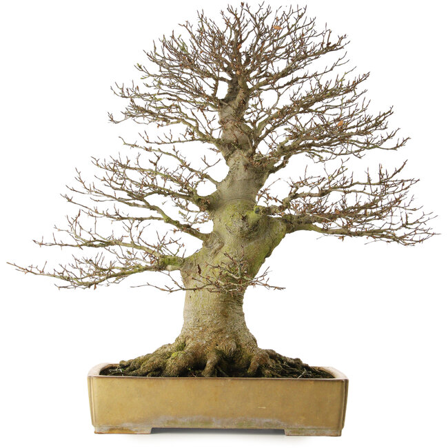 Fagus crenata, 80 cm, ± 60 jaar oud, met een nebari van 43 cm, in een handgemaakte Japanse pot van Reiho met een barst in de pot.