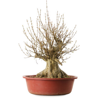 Acer buergerianum, 65 cm, ± 35 jaar oud