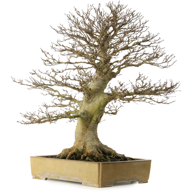 Fagus crenata, 80 cm, ± 60 años, con un nebari de 43 cm, en una maceta japonesa hecha a mano por Reiho con una grieta en la maceta.