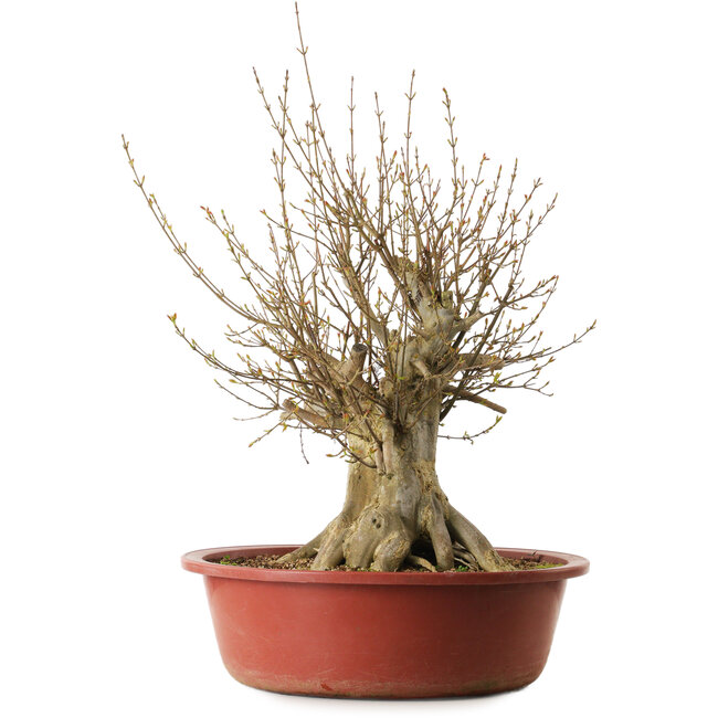 Acer buergerianum, 65 cm, ± 35 ans, avec un nebari de 31 cm