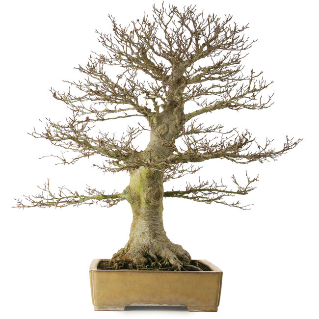 Fagus crenata, 80 cm, environ 60 ans, avec un nebari de 43 cm, dans un pot japonais artisanal de Reiho présentant une fissure.