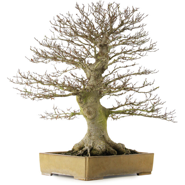 Fagus crenata, 80 cm hoch, ca. 60 Jahre alt, mit einem Wurzelhals von 43 cm, in einem handgefertigten japanischen Topf von Reiho mit einem Riss im Topf