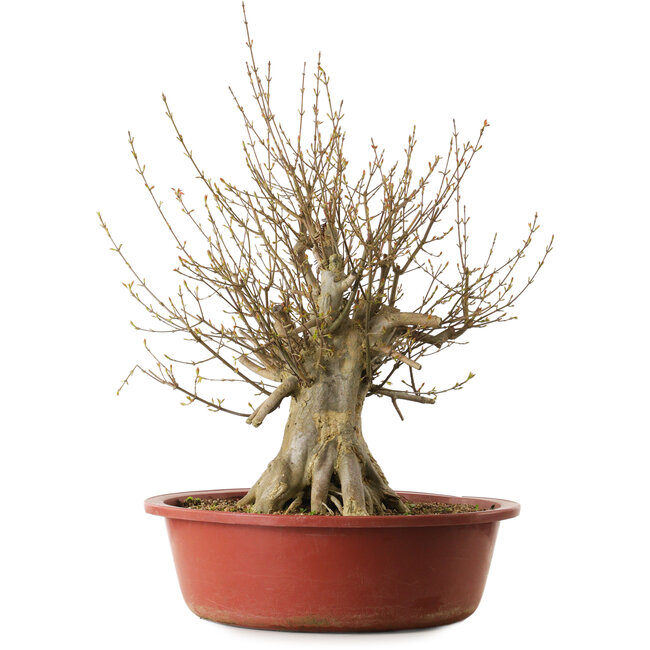 Acer buergerianum, 65 cm, ca. 35 Jahre alt, mit einem Wurzelhals von 31 cm