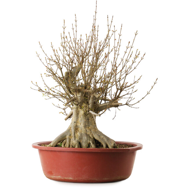Acer buergerianum, 65 cm, ± 35 jaar oud, met een nebari van 31 cm